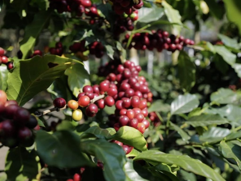 Festival del Café en Ataco con taza de café salvadoreño en la Ruta de las Flores